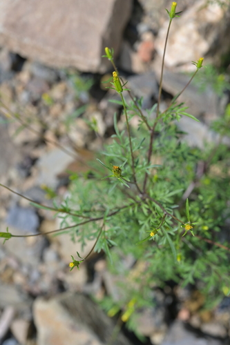 Bidens parviflora iNat (3)