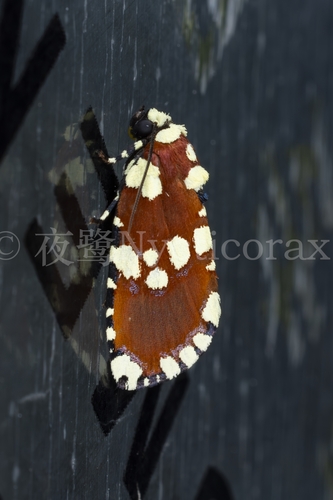Yepcalphis dilectissima