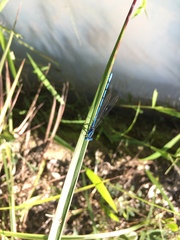 Argia anceps