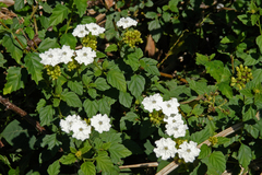 Varronia serrata