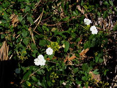Varronia serrata