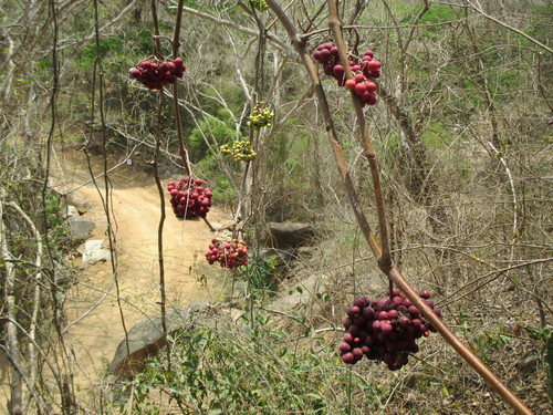 Ampelocissus acapulcensis (Ampelocissus acapulcensis)