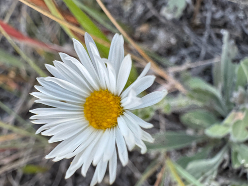 Caespitose Fleabane (Erigeron caespitosus)