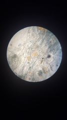 Mucor mucedo