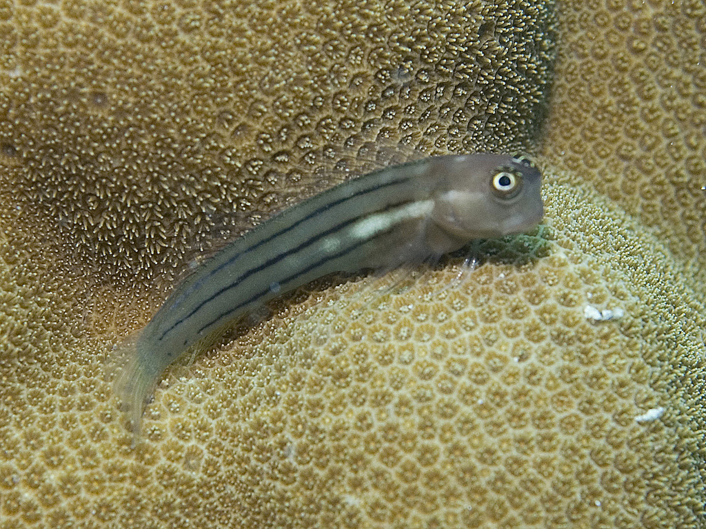 Fourline Blenny