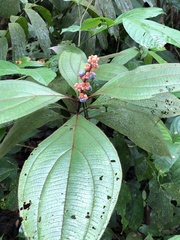Miconia nervosa