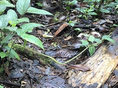 Oxybelis brevirostris