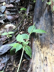 Oxybelis brevirostris