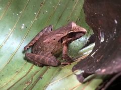 Craugastor longirostris