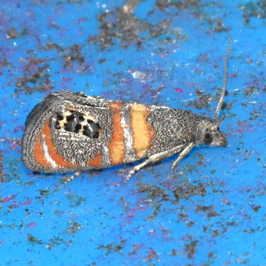 Pelochrista fratruelis