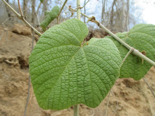 Ampelocissus acapulcensis (Ampelocissus acapulcensis)