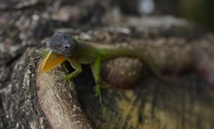Anolis marmoratus
