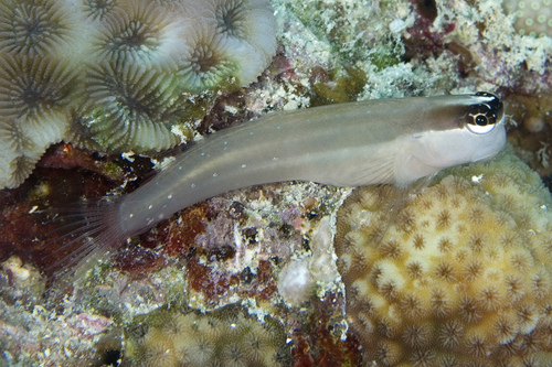 Queensland Combtooth Blenny