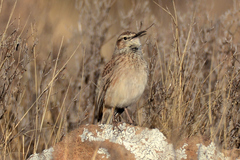 Certhilauda subcoronata