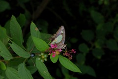 Polyura agraria