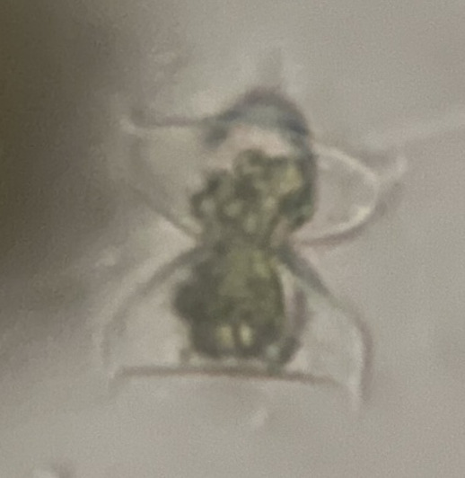 Staurodesmus patens
