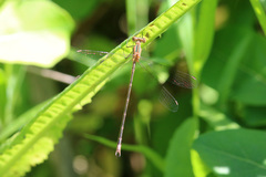 Lestes undulatus