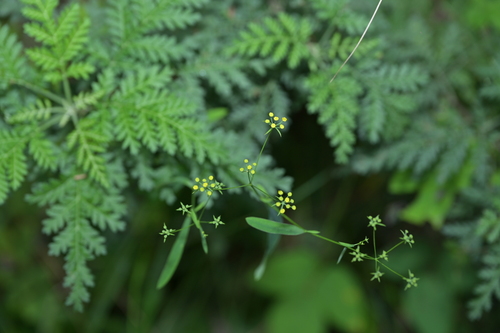 Bupleurum chinense iNat (2)