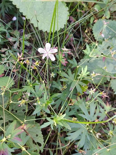 Dahurian crane’s-bill (Geranium dahuricum)