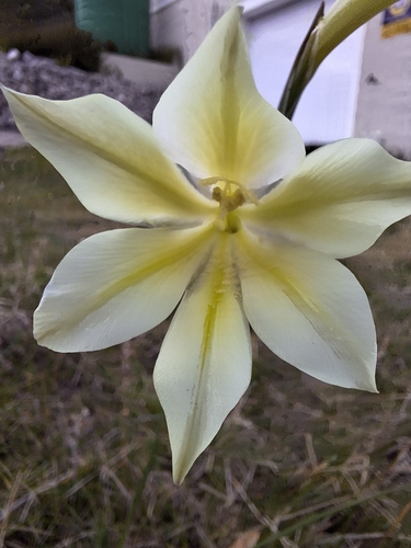 Avon-flower