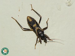 Rasahus sulcicollis