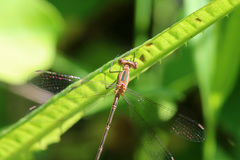 Lestes undulatus