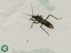 Rasahus sulcicollis