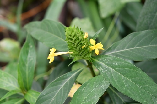 Barleria oenotheroides