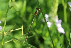 Lestes undulatus