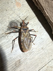 Panstrongylus geniculatus