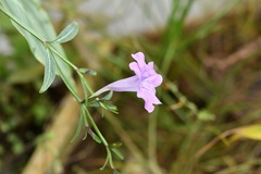 Ruellia breedlovei