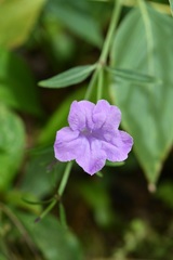 Ruellia breedlovei