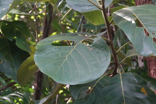 Litsea bindoniana observed 2025-09-01