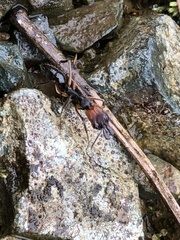 Odontomachus erythrocephalus
