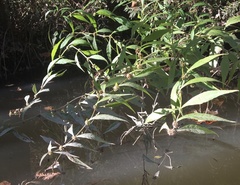 Lycopus angustifolius