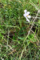 Cosmos diversifolius