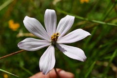 Cosmos diversifolius
