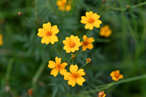 Cempasúchil de Campo (Tagetes tenuifolia) · NaturaLista Mexico