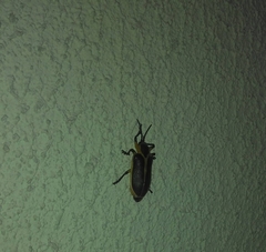 Mecistomela marginata