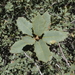 Quercus turbinella - Photo (c) Brandt Magic, μερικά δικαιώματα διατηρούνται (CC BY-NC), uploaded by Brandt Magic
