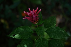 Salvia wagneriana
