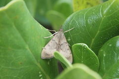 Uresiphita polygonalis