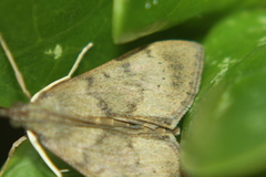 Uresiphita polygonalis