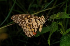 Papilio demoleus