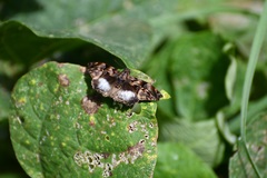 Noctuana lactifera bipuncta