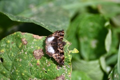 Noctuana lactifera bipuncta