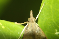 Uresiphita polygonalis
