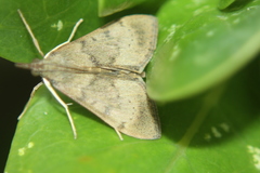 Uresiphita polygonalis