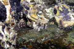 Centropogon australis