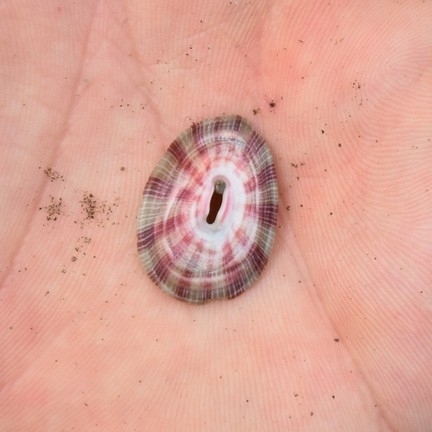 Fissurella longifissa